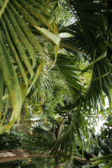 close up of a palm tree