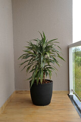 planta verde ornamental 