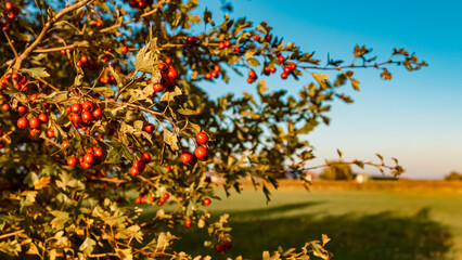 Beautiful autumn or indian summer landscape view with details of rosehips near Wallersdorf, Bavaria, Germany