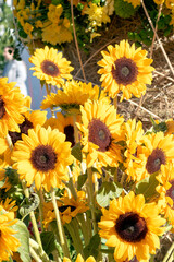 Fototapeta premium Beautiful sunflower flowers in city flowerbeds.