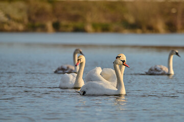 Beautiful swans on the background of the setting sun.