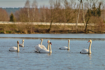 Beautiful swans on the background of the setting sun.
