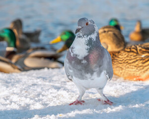 Light-gray dove is standing on the snow of the riverside.