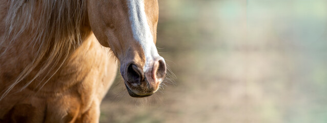 Palomino horse muzzle, head, banner, text place