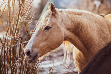 Horse portrait, spring pasture, winter, electric fence
