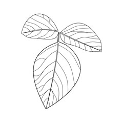 Skeleton leaf on white background, leaf outline isolate, tree leaf vector, black leaf illustration, flora, plant