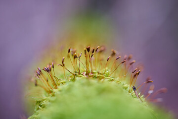 A tree covered with moss.