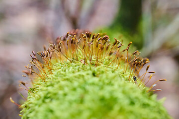 A tree covered with moss.