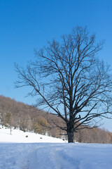 Scenic view of Akfadou Forest in Bejaia covered by snow