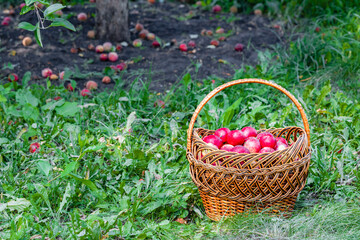 Fototapeta na wymiar basket with red apples in the garden