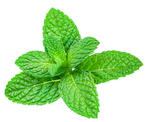 Fresh Lemon balm (Melissa officinalis) leaves isolated on a white background. Melissa, Mint, Peppermint close-up.