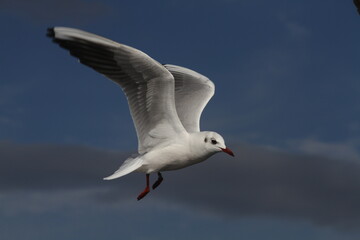 seagull in the sky