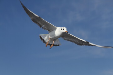 seagull in the sky