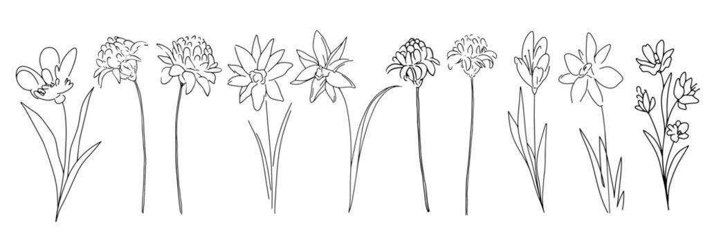 Set of linear flowers. Black and white line botanical elements. Illustration of daffodils, lilies, ginger flower