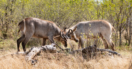 Two young Waterbucks (Kobus Ellipsiprymnus) fighting. Kruger National Park, South Africa