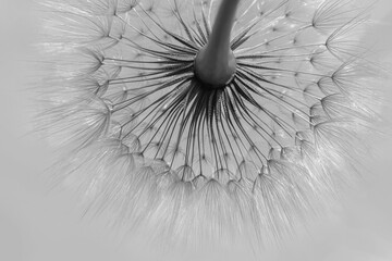 Beautiful  black and white natural background. Summer or spring background. Dandelion close-up. Shallow depth of field. Macro Nature. Summer time. Beautiful wallpaper. Flower Dandelion. Monochrome