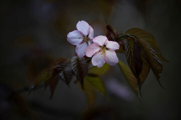 Blossom of sakura