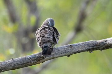 Turtur chalcospilos - Emerald-spotted Wood Dove - Tourtelette émeraudine - Tourterelle émeraude