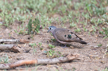 Turtur chalcospilos - Emerald-spotted Wood Dove - Tourtelette émeraudine - Tourterelle émeraude