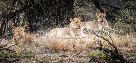 Group of young Lions (Panthera Leo) in Kruger National Park, South Africa