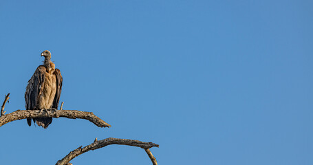 Vulture (Gyps Africanus) sitting on a branch in Kruger National Park, South Africa