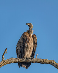 Vulture (Gyps Africanus) sitting on a branch in Kruger National Park, South Africa