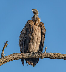 Vulture (Gyps Africanus) sitting on a branch in Kruger National Park, South Africa