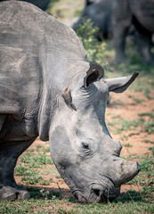 White Rhinoceros (Ceratotherium Simum) in Kruger National Park, South Africa