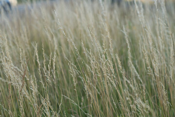Green grass in the wind, field, close up.