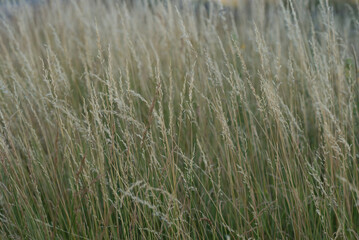 Green grass in the wind, field, close up.
