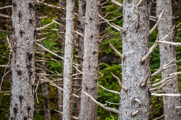 trees in the Pacific Northwest forest