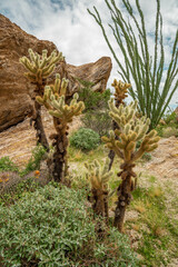Cacti in Saguaro East National Park on a beautiful summer day
