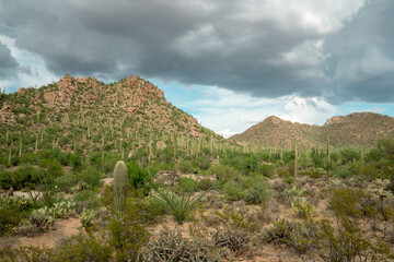 Cacti in Saguaro West National Park on a beautiful summer day