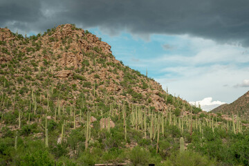 Fototapeta na wymiar Cacti in Saguaro West National Park on a beautiful summer day