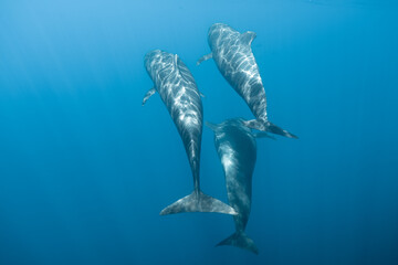 Delfine / Dolphins underwater La Palma © Leopold M.