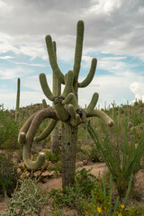 Cacti in Saguaro West National Park on a beautiful summer day