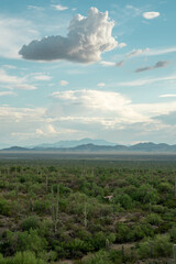 Cacti in Saguaro West National Park on a beautiful summer day