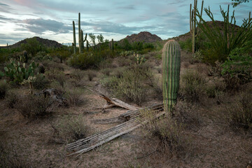 Dead Cactus in Saguaro West National Park on a beautiful summer day