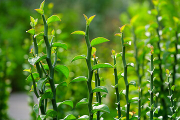 Close-up of beautiful green leaves, blurred background