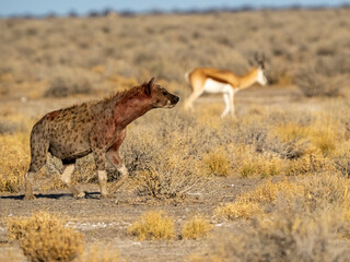 Spotted hyena and Springbok


