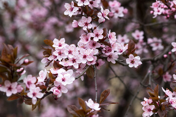 Fototapeta premium Pink cherry blossoms. Spring postcard