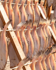 fish drying in the sun