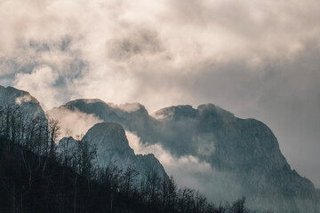 foggy mountains and dry trees