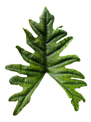 Alocasia jacklyn plant leaf with beautiful lace pattern on white background.