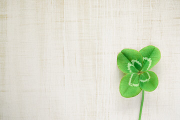 Lucky four leaf clover symbolizing luck, fortune, and prosperity. For St Patrick's Day or good luck.