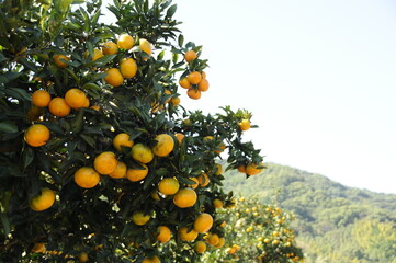 Mandarin orange field in Kyushu Japan