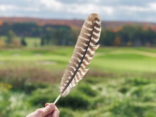 Hawk's feather from the sky