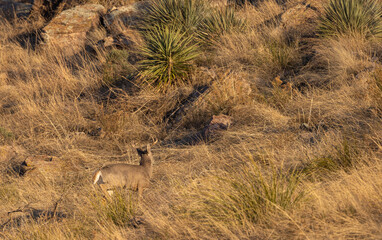 Buck Coues Whitetail deer in the Chiricahua Mountains Arizona in Winter