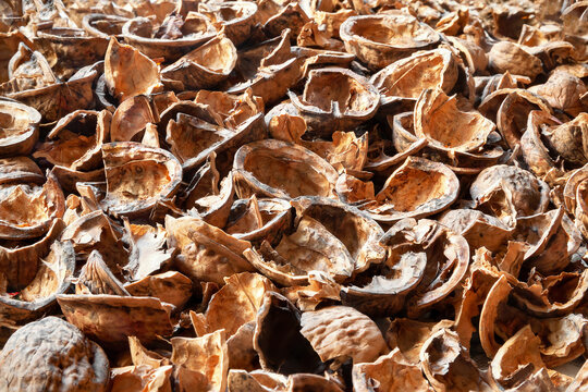 Walnut shell background Empty nut shell. Nuts texture. Selective focus