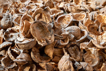 Nut shell. Empty walnut shell background. Nut texture close up. Selective focus